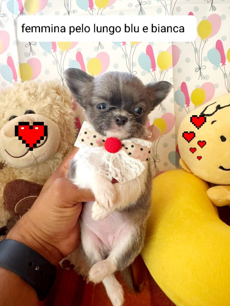 Meravigliosi cuccioli di chihuahua con pedigree enci