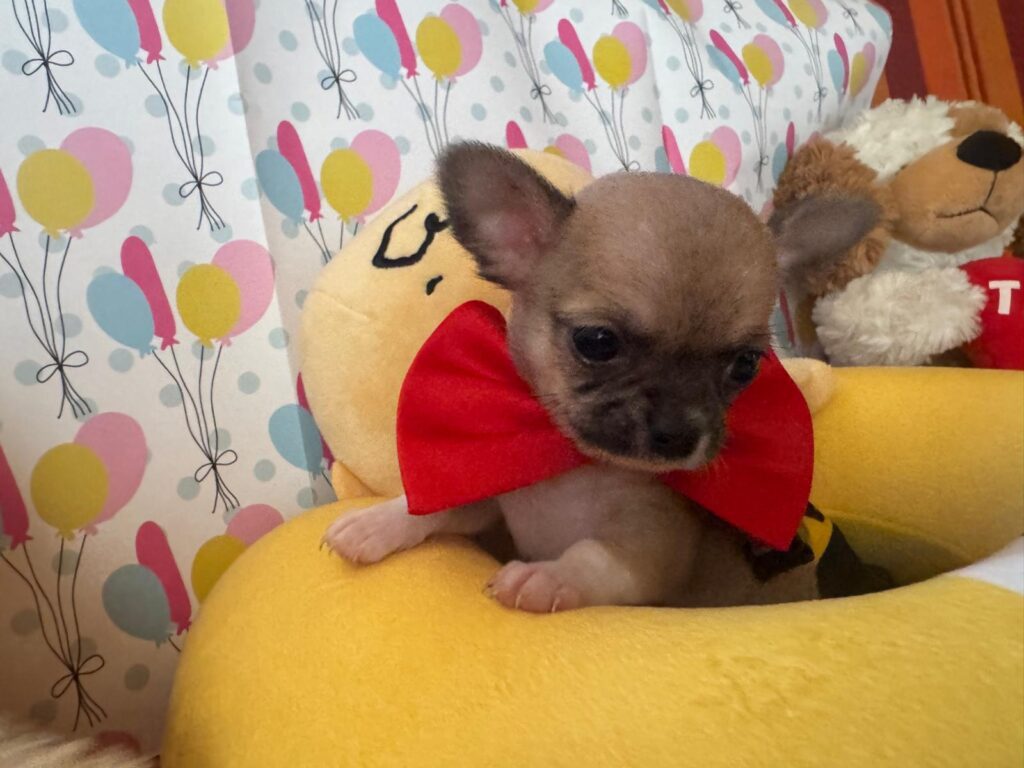 Meravigliosi cuccioli di chihuahua con pedigree enci