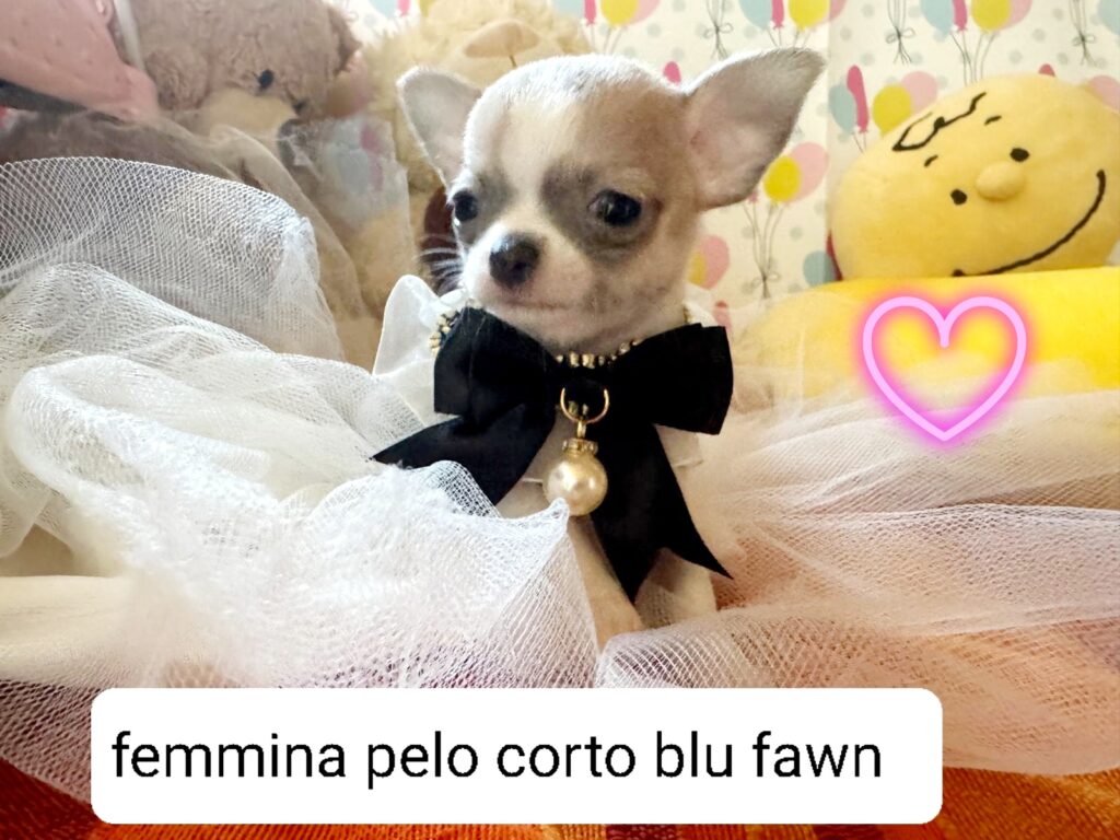 Meravigliosi cuccioli di chihuahua con pedigree enci