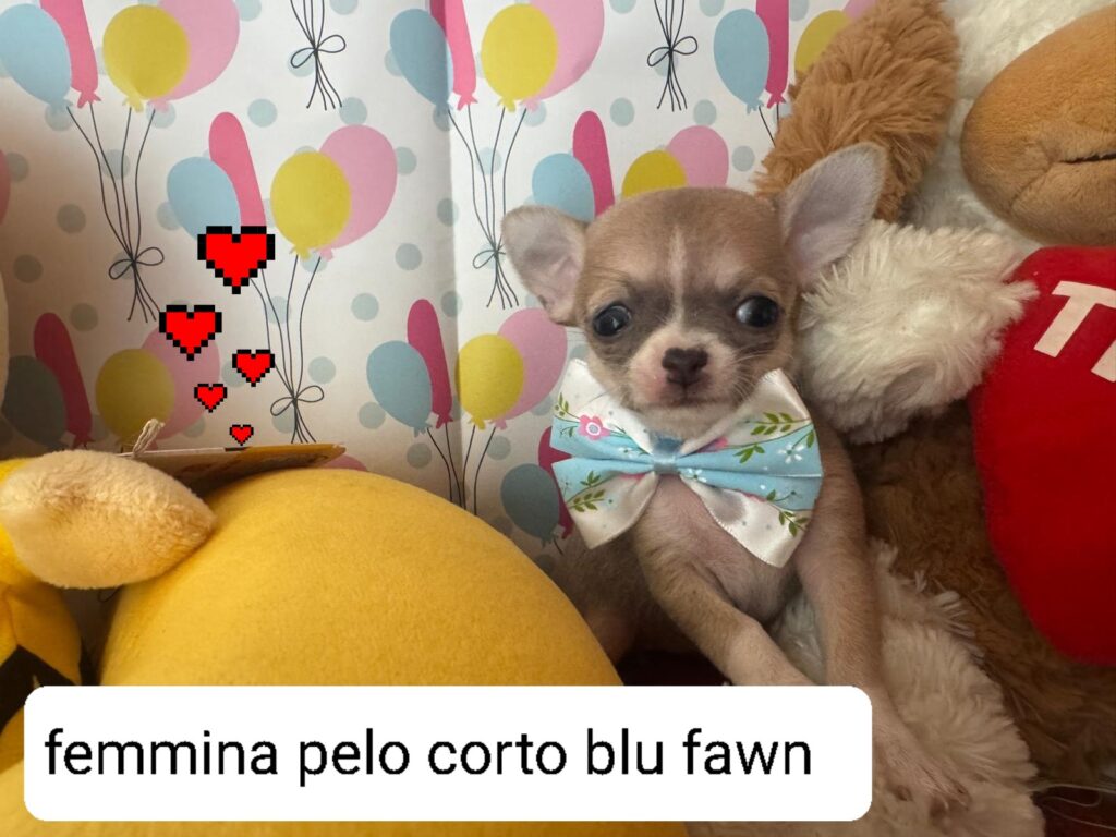 Meravigliosi cuccioli di chihuahua con pedigree enci