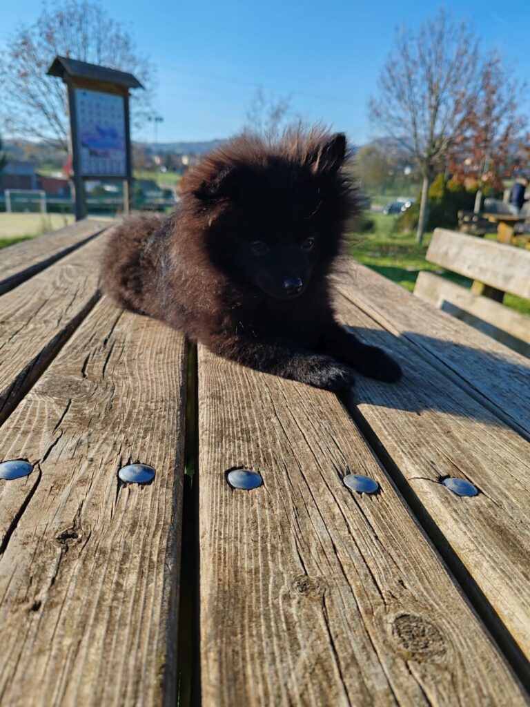 Vendesi cucciola volpina Spitz Pomerania toy