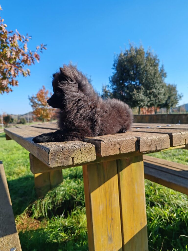 Vendesi cucciola volpina Spitz Pomerania toy