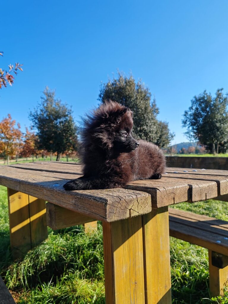 Vendesi cucciola volpina Spitz Pomerania toy