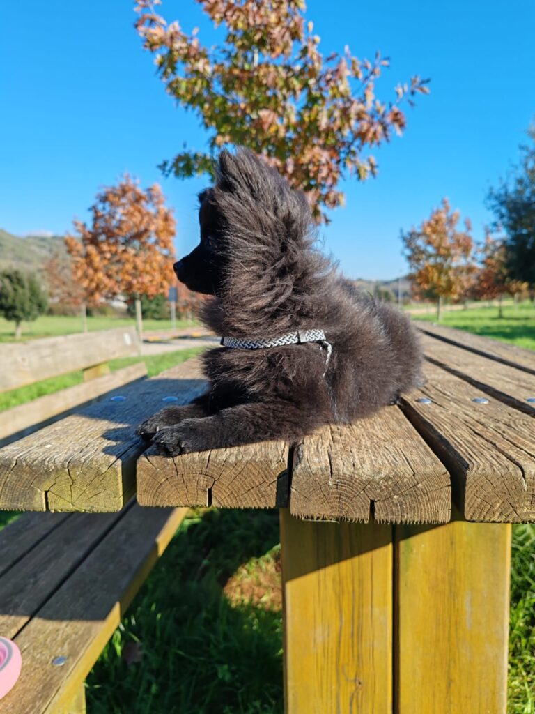 Vendesi cucciola volpina Spitz Pomerania toy