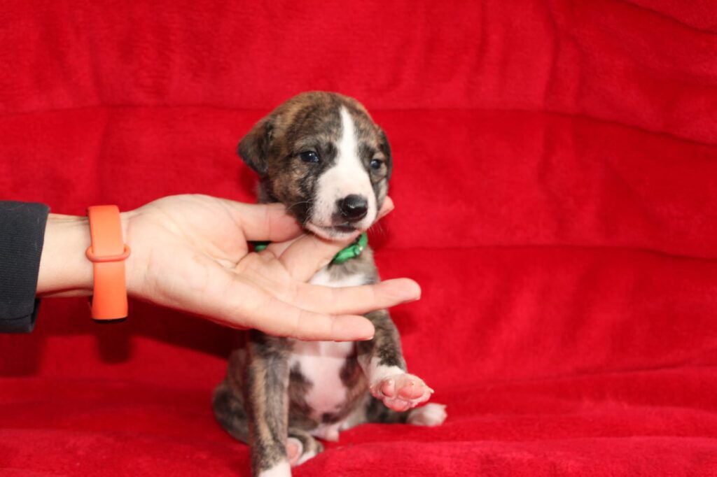 Whippet cuccioli