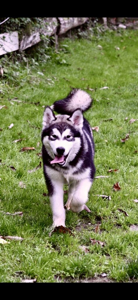 Alaskan Malamute cuccioli disponibili