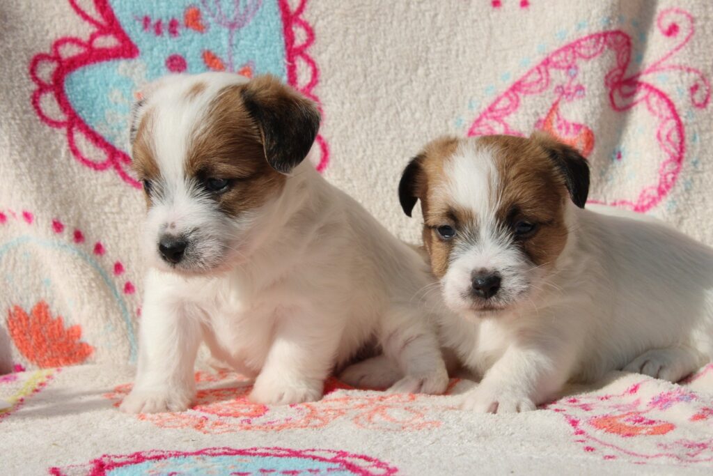 Femmina di jack russell pelo ruvido