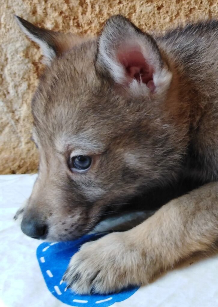 Cane da Lupo Cecoslovacco super cuccioli PEDIGREE