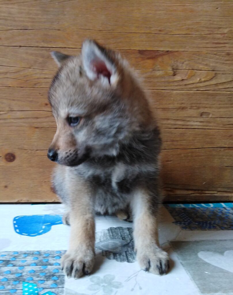 Cane da Lupo Cecoslovacco super cuccioli PEDIGREE