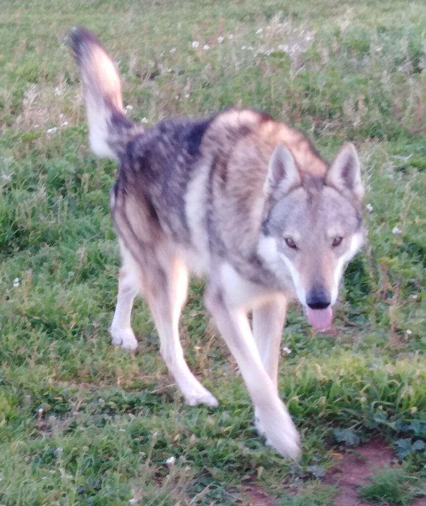 Cane da Lupo Cecoslovacco super cuccioli PEDIGREE