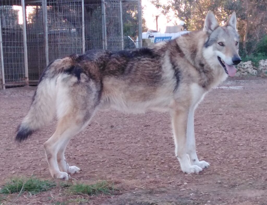 Cane da Lupo Cecoslovacco super cuccioli PEDIGREE