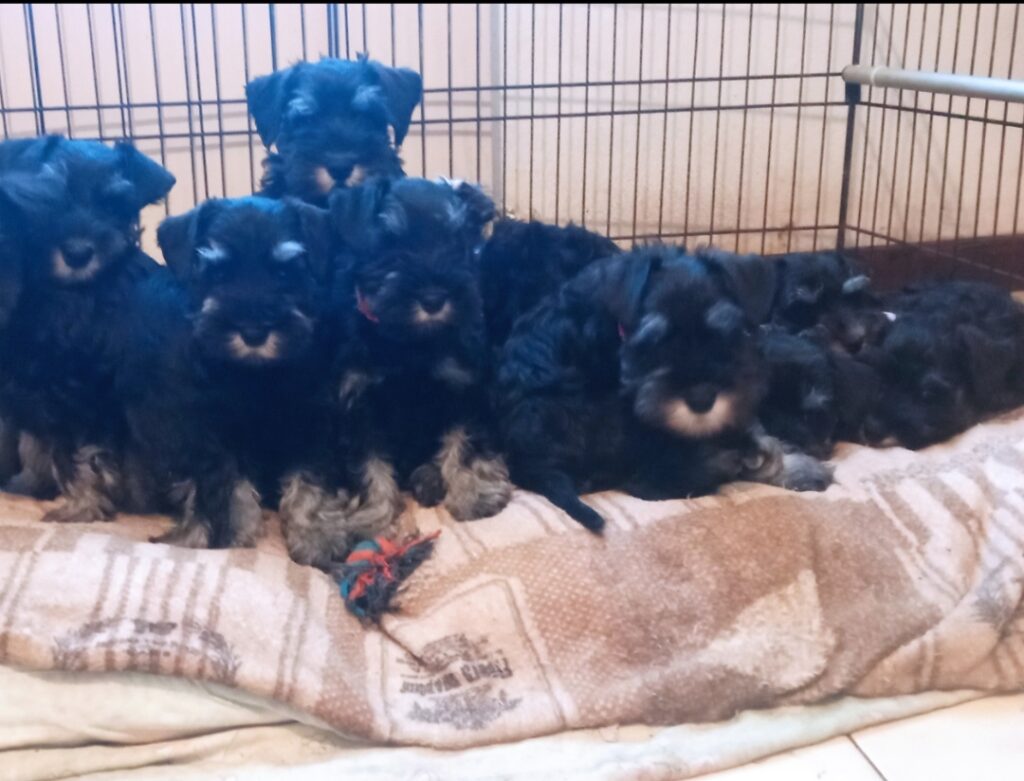 Cuccioli di Schnauzer nano nero argento