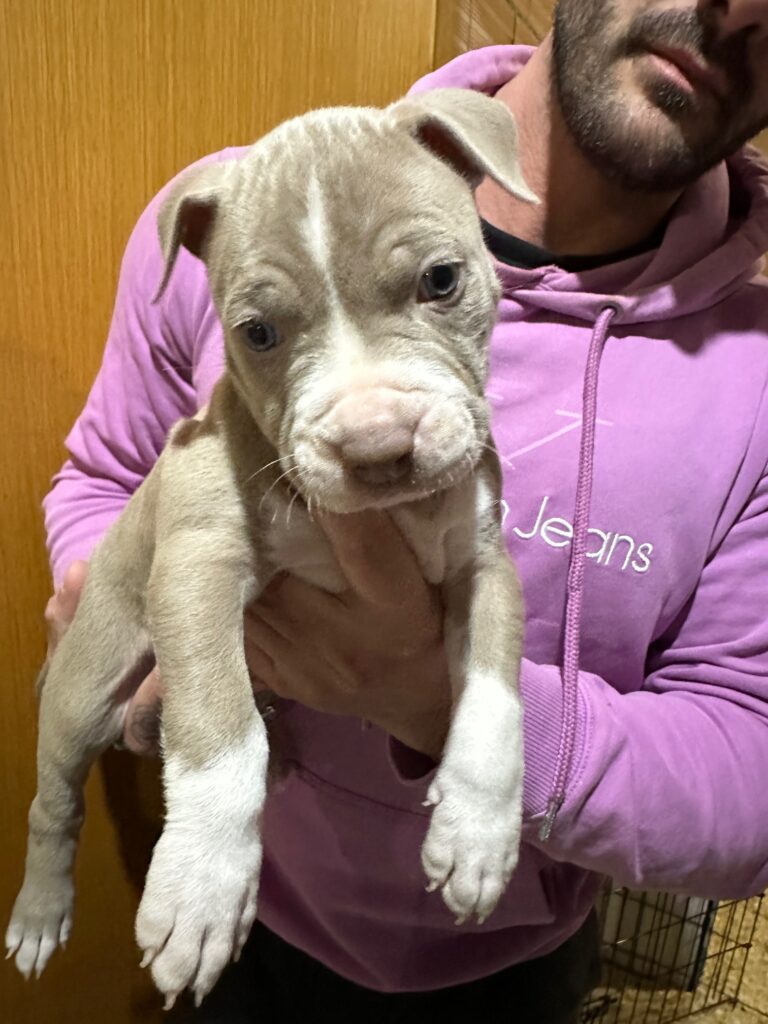 DISPONIBILI CUCCIOLI PIT BULL UKC