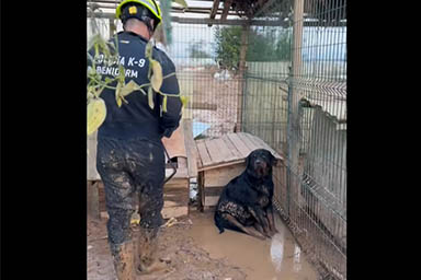 Rottweiler trovato in fin di vita in un allevamento illegale: ecco il video del salvataggio