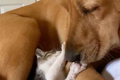 Ogni giorno una zampa bianca oltre la staccionata: ecco l'amica speciale del cane Sandy