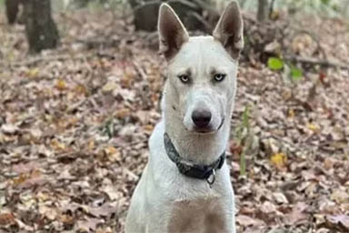 Donna segue cane nel bosco e fa un salvataggio straordinario