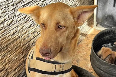 Trovata nel deserto marocchino, ecco la nuova vita della cagnolina Lucy