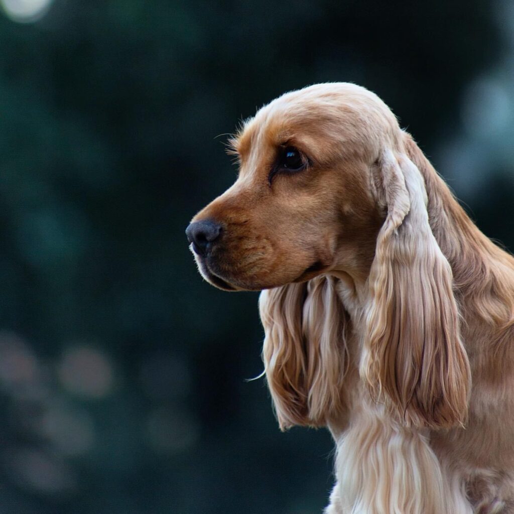 CUCCIOLI COCKER SPANIEL INGLESE CON PEDIGREE