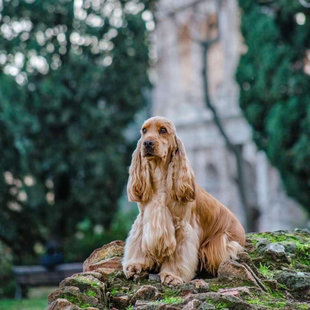 CUCCIOLI COCKER SPANIEL INGLESE CON PEDIGREE