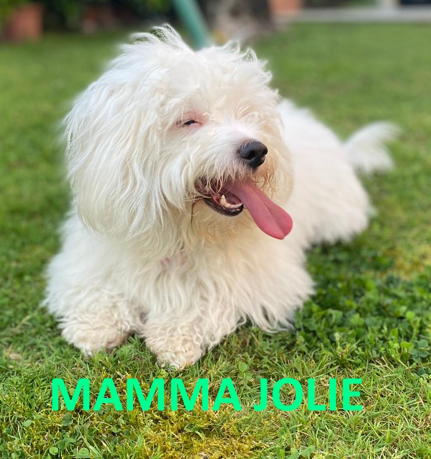 Coton de Tulear