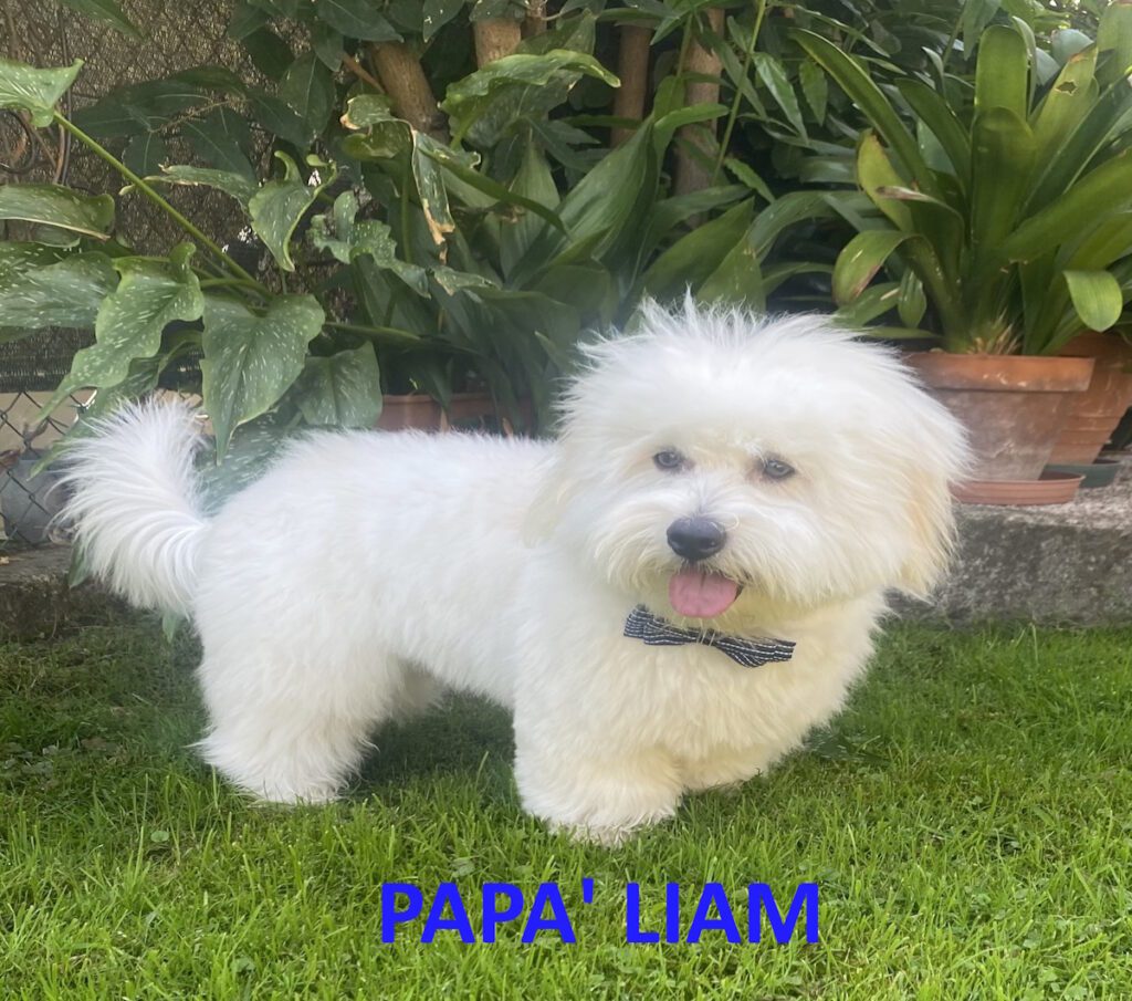 Coton de Tulear