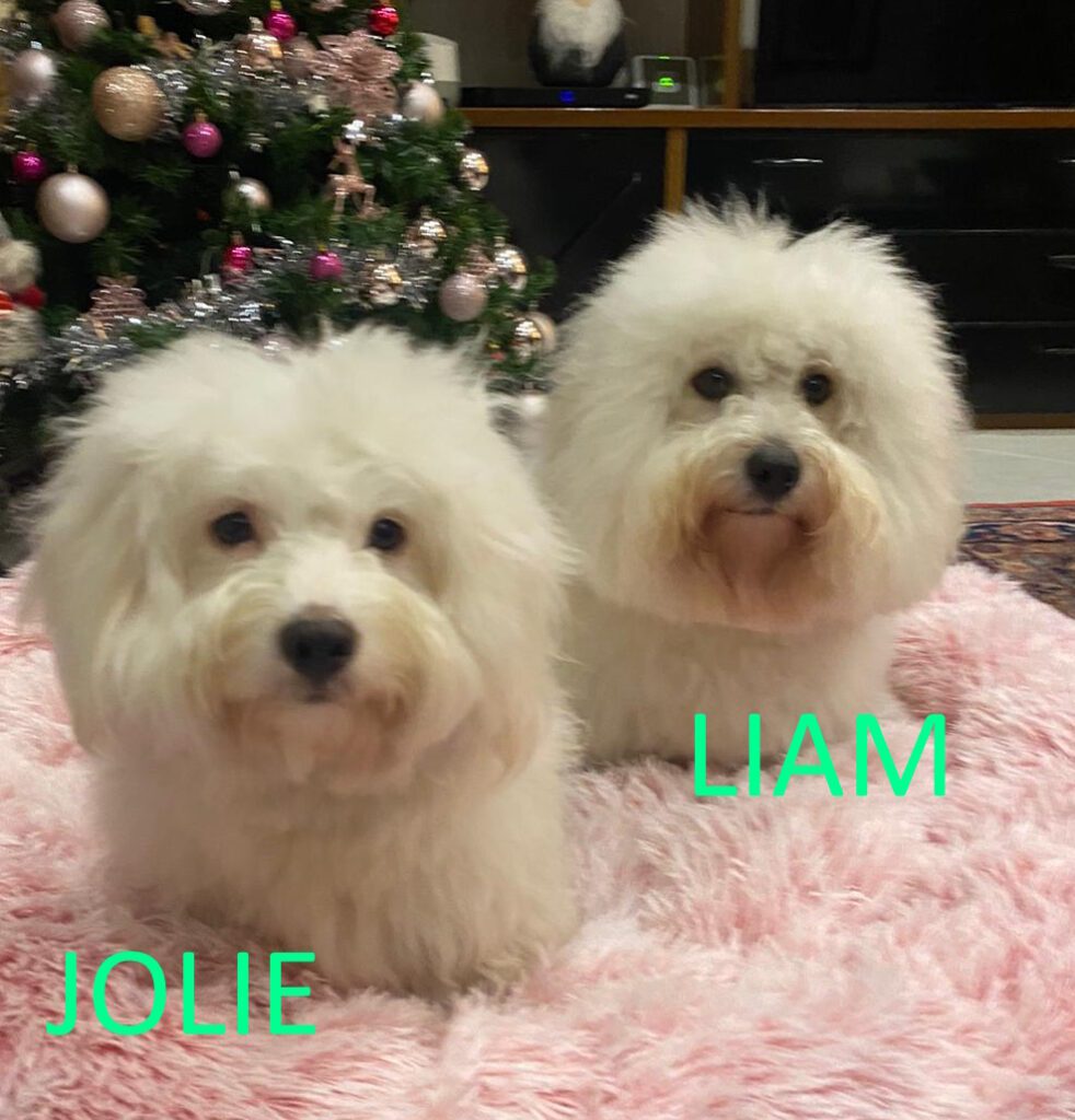 Coton de Tulear