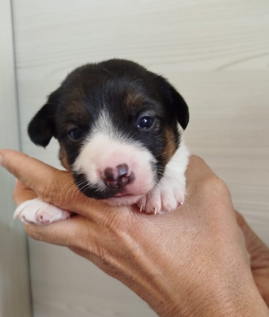 Cuccioli Jack Russell con Pedigree Pelo Corto