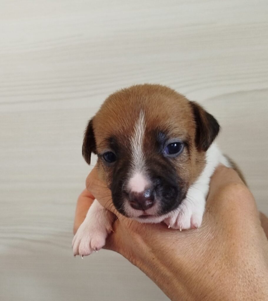 Cuccioli Jack Russell con Pedigree Pelo Corto