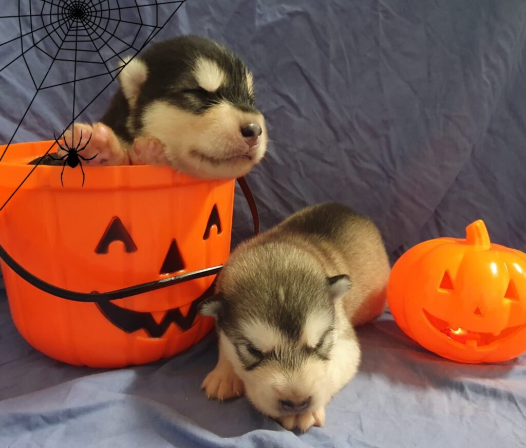 Alaskan Malamute cuccioli