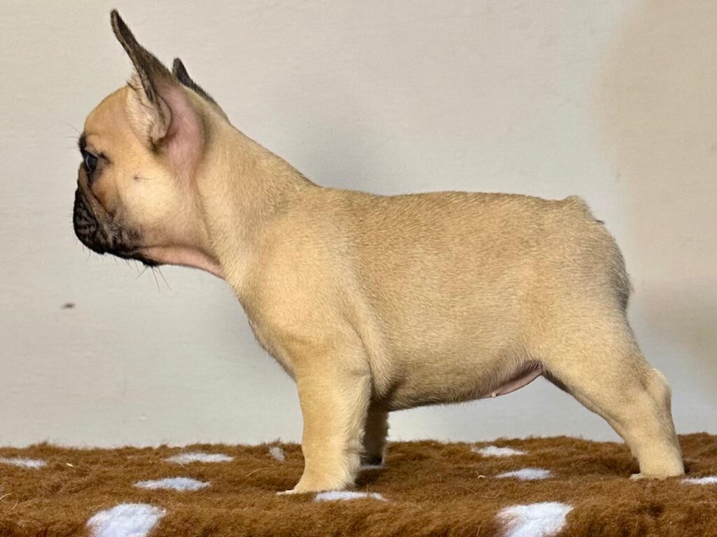 Cuccioli Bouledogue Francese