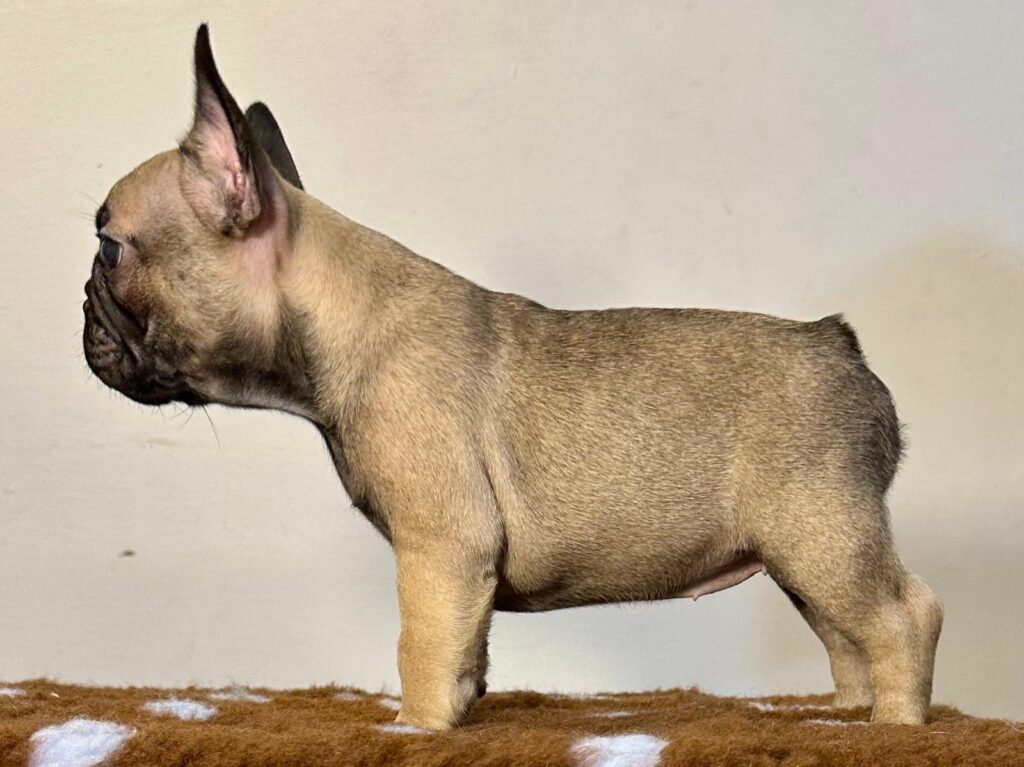 Cuccioli Bouledogue Francese