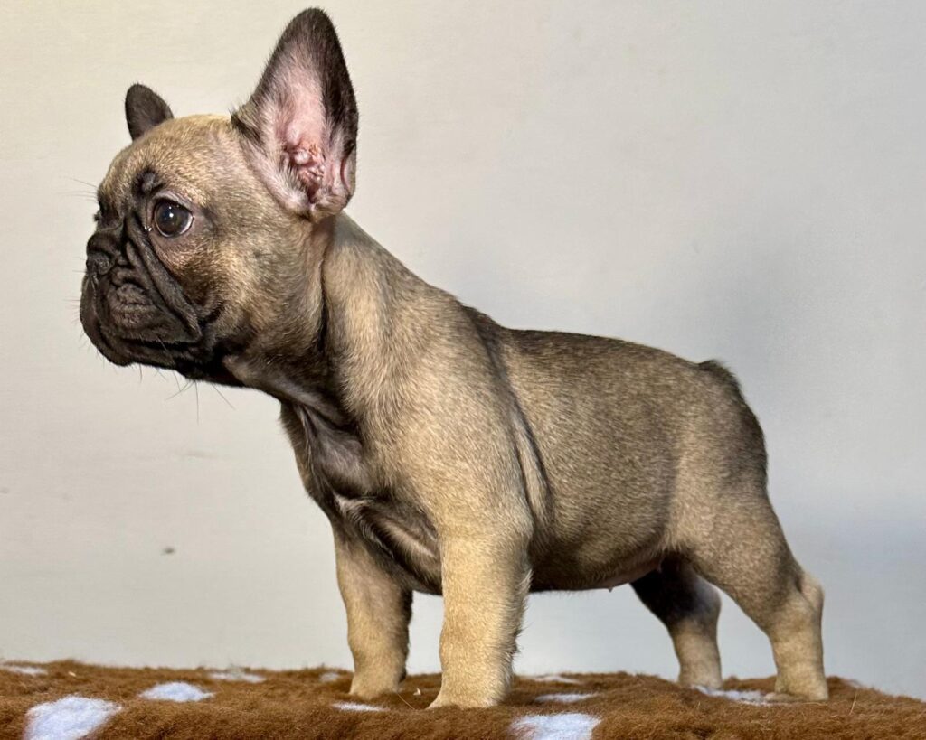 Cuccioli Bouledogue Francese