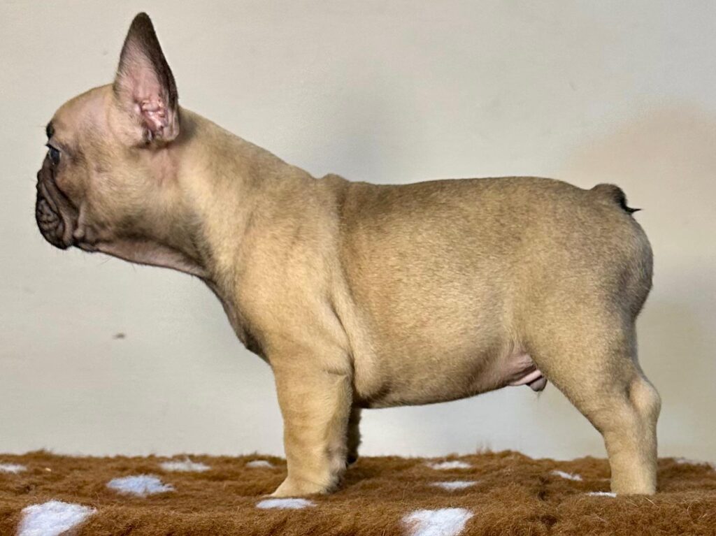 Cuccioli Bouledogue Francese