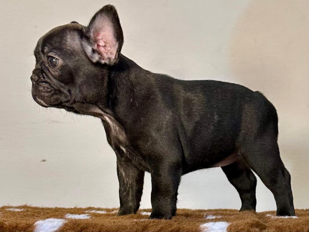 Cuccioli Bouledogue Francese