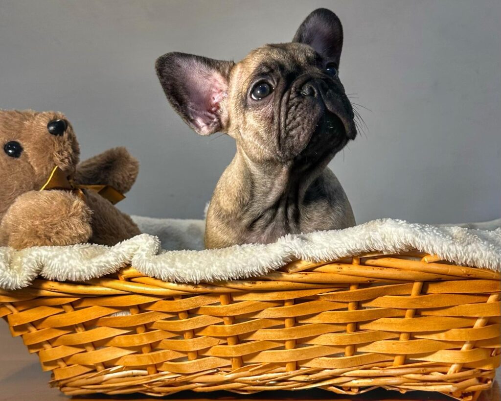 Cuccioli Bouledogue Francese