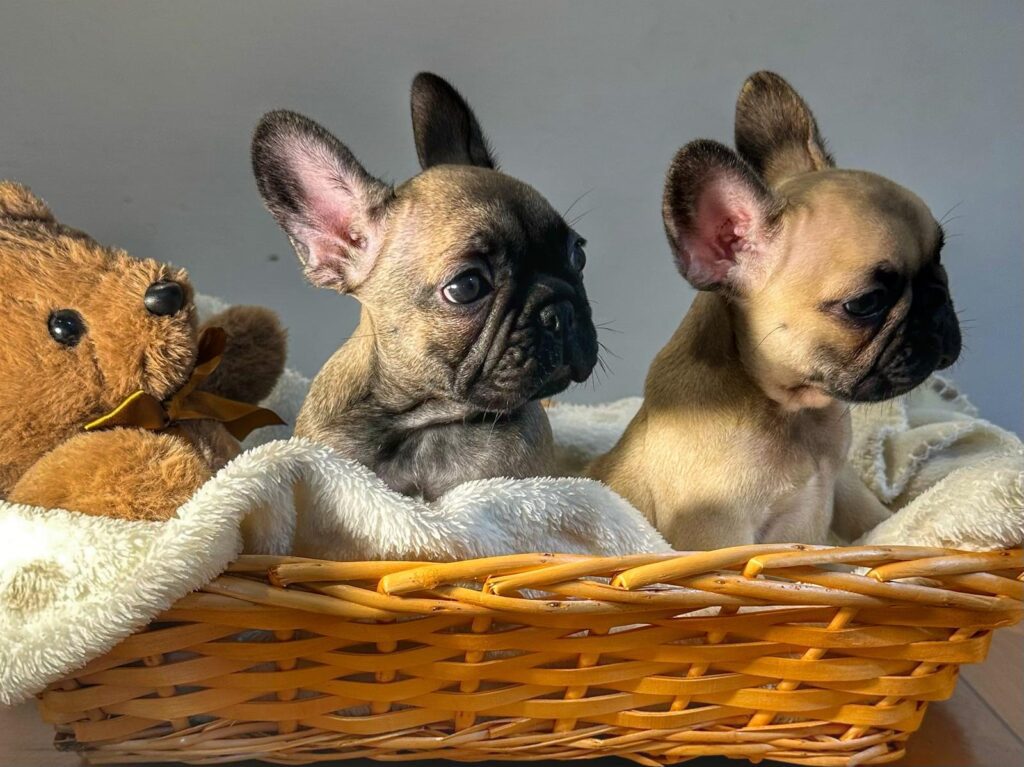 Cuccioli Bouledogue Francese