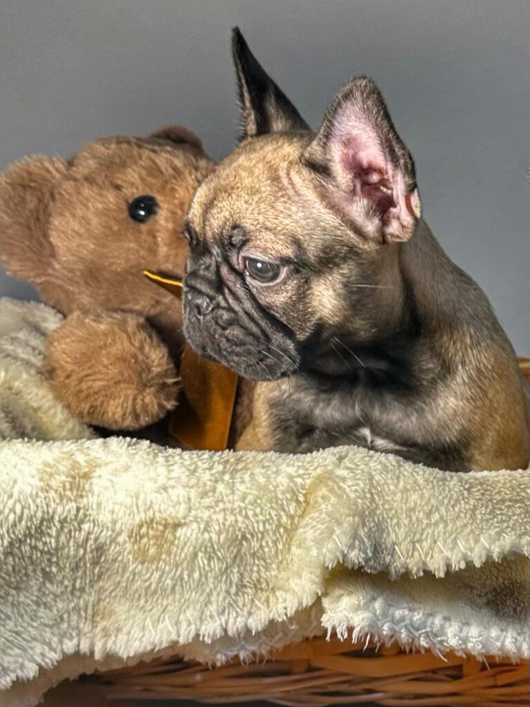 Cuccioli Bouledogue Francese