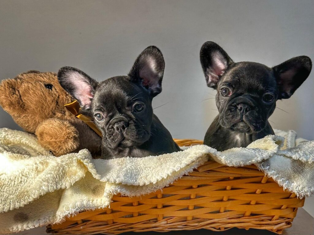 Camicia Con Bottoni Uomo Donna Con Stampa Bulldog Francese - Regalo Per Amanti Dei Cani, Leggera In Poliestere, Taglia L