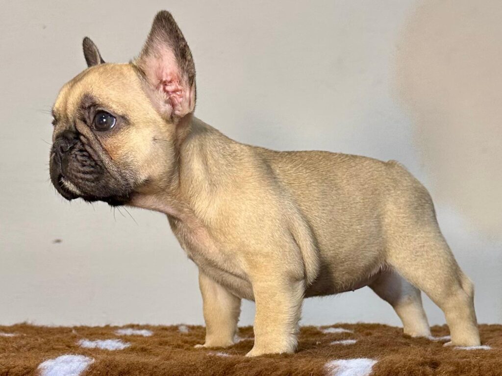 Cuccioli Bouledogue Francese