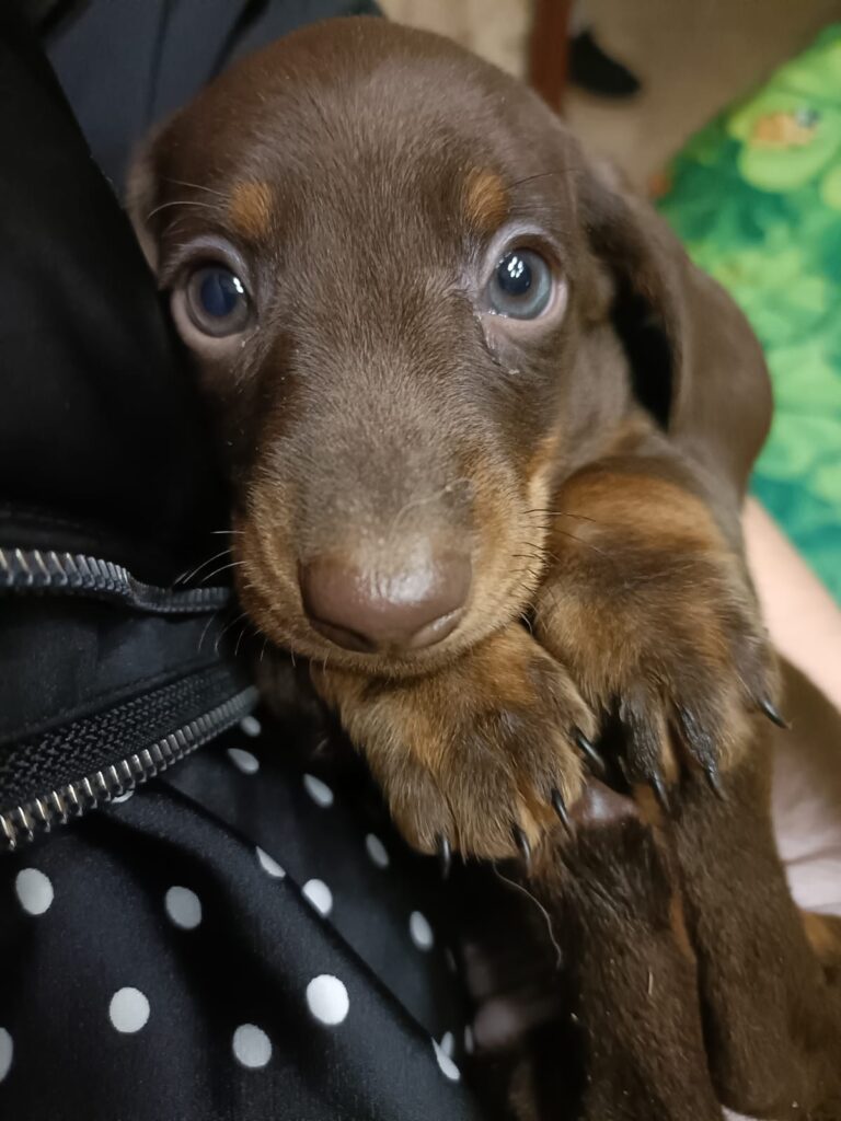 Cuccioli di bassotto tedesco nano