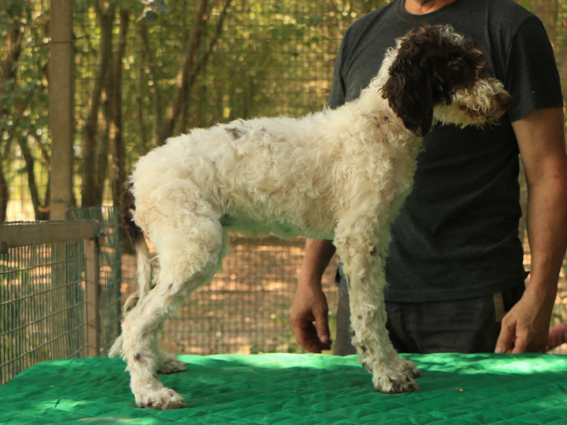 Lagotto romagnolo