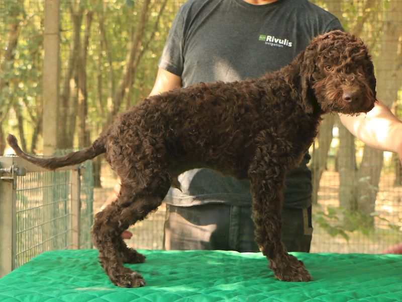 Lagotto romagnolo