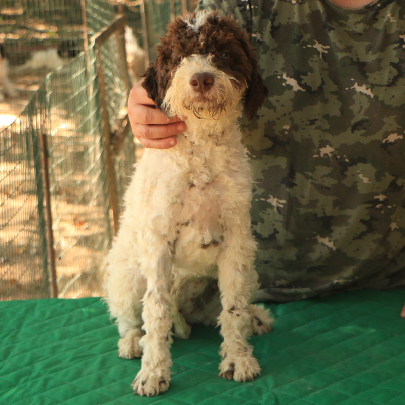 Lagotto romagnolo