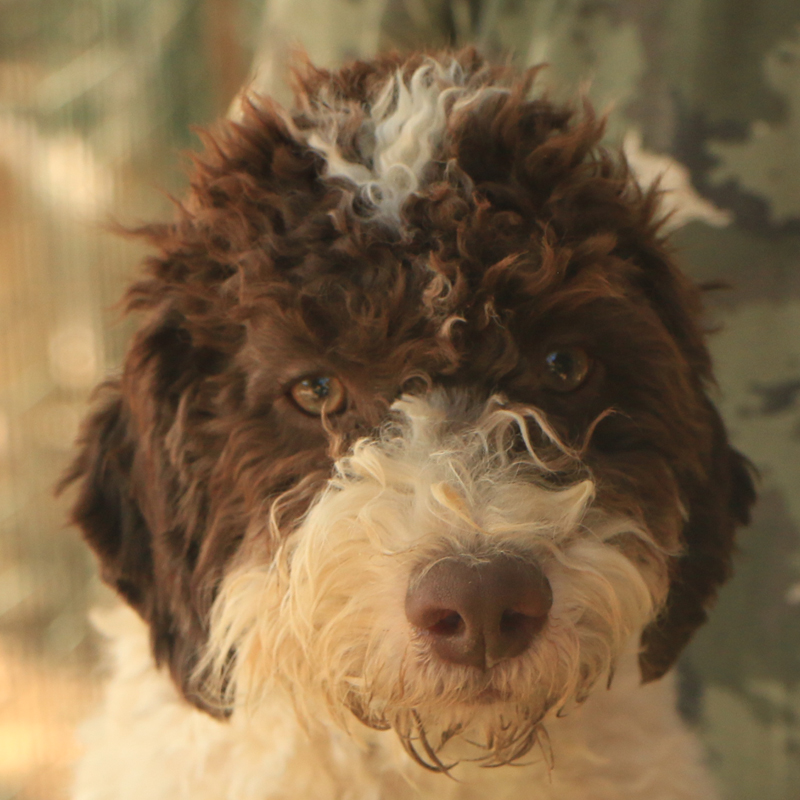 Lagotto romagnolo