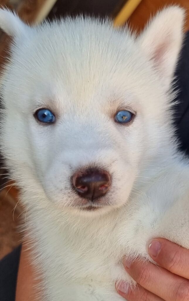 Cuccioli di husky