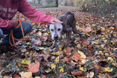 cane nel bosco