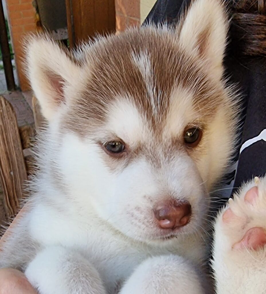 Cuccioli di husky