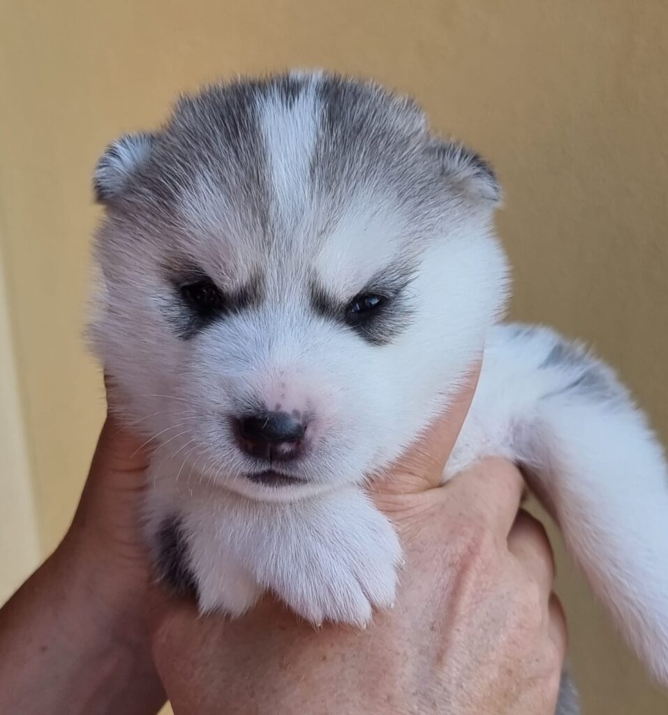 Cuccioli di husky