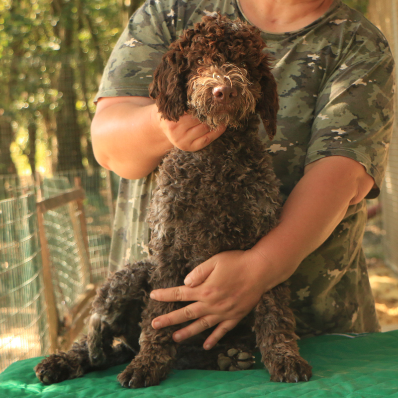 Lagotto romagnolo