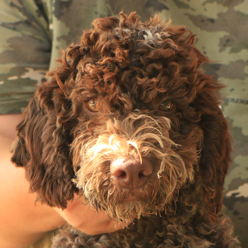 Lagotto romagnolo